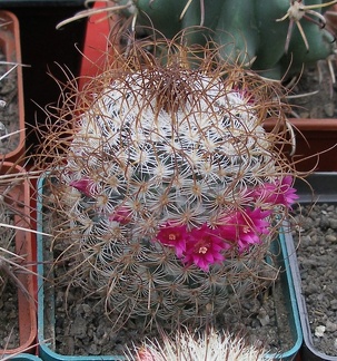 Выставка 15-17.04.2011 в &quot;Ваш сад&quot;