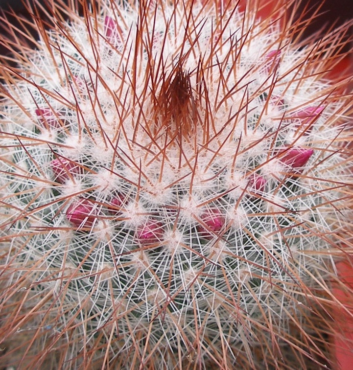 Выставка 15-17.04.2011 в &quot;Ваш сад&quot;