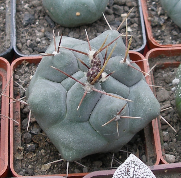 Выставка 15-17.04.2011 в &quot;Ваш сад&quot;