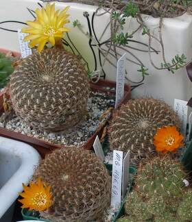 Выставка 15-17.04.2011 в &quot;Ваш сад&quot;