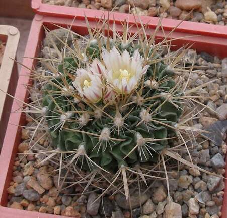 Выставка 15-17.04.2011 в &quot;Ваш сад&quot;