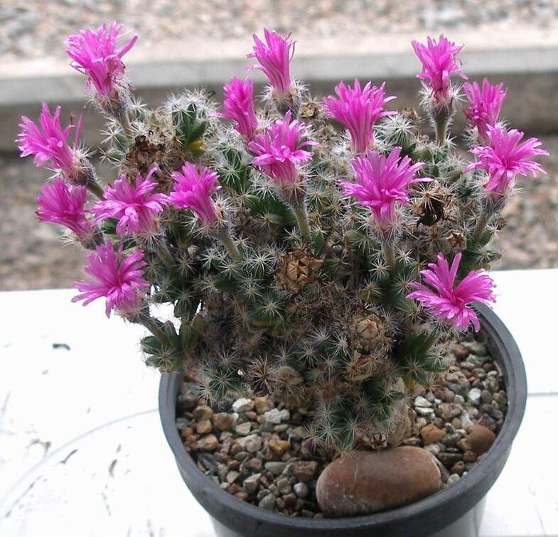 Выставка 15-17.04.2011 в &quot;Ваш сад&quot;