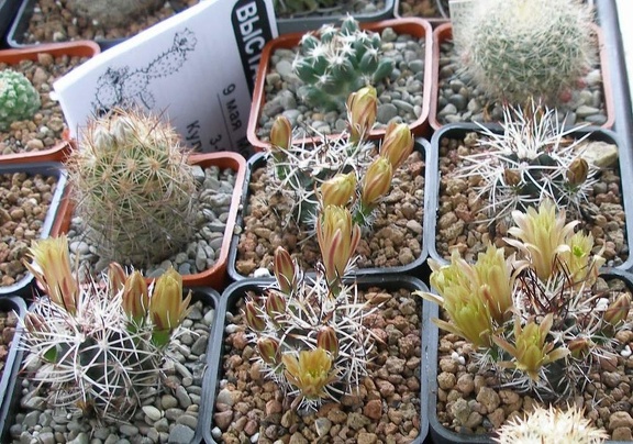 Выставка 15-17.04.2011 в &quot;Ваш сад&quot;