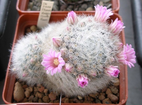 Выставка 15-17.04.2011 в &quot;Ваш сад&quot;