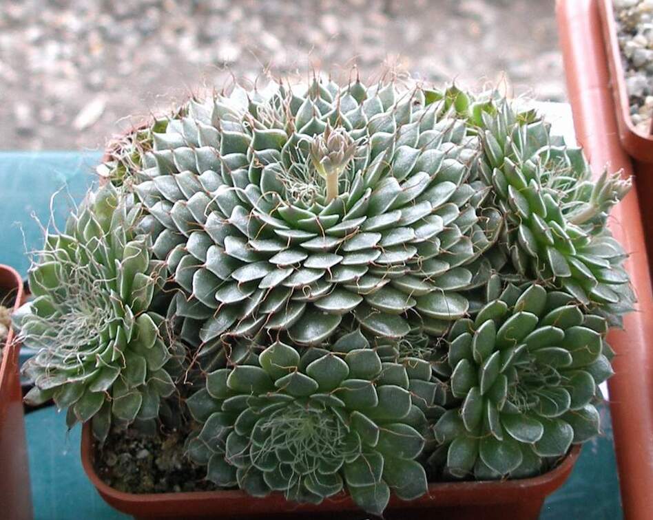 Выставка 15-17.04.2011 в &quot;Ваш сад&quot;