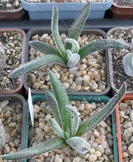 Выставка 15-17.04.2011 в &quot;Ваш сад&quot;