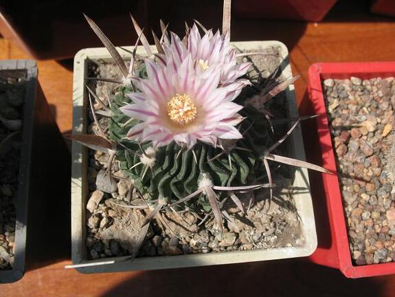 Выставка 19-20 апреля 2008 (Одесса)