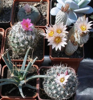 Выставка 20-22.04.2012 в &quot;Ваш сад&quot;