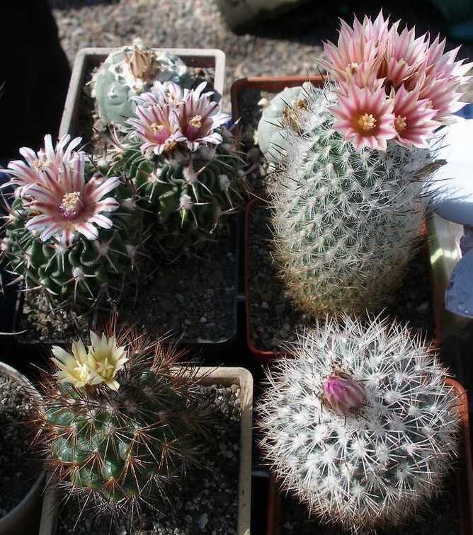 Выставка 20-22.04.2012 в &quot;Ваш сад&quot;