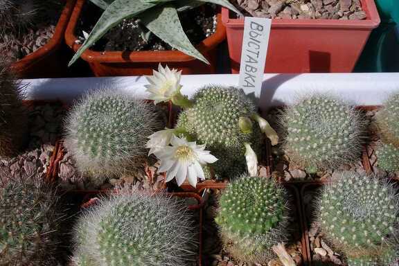 Выставка 20-22.04.2012 в &quot;Ваш сад&quot;