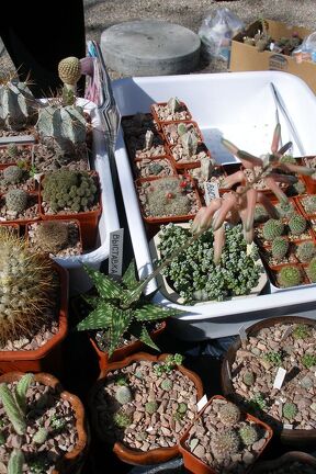 Выставка 20-22.04.2012 в &quot;Ваш сад&quot;