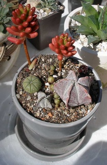 Выставка 20-22.04.2012 в &quot;Ваш сад&quot;