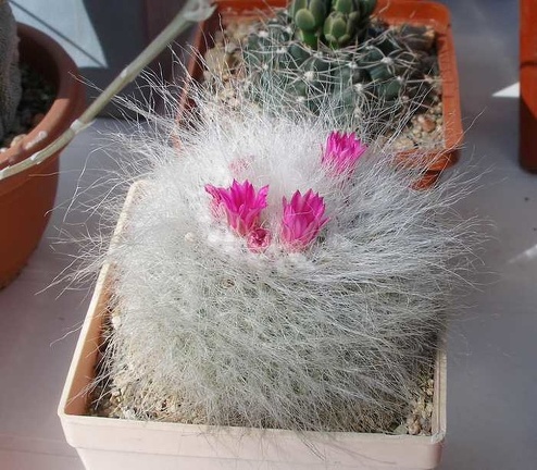 Выставка 20-22.04.2012 в &quot;Ваш сад&quot;