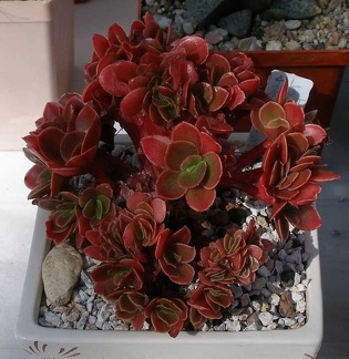 Выставка 20-22.04.2012 в &quot;Ваш сад&quot;