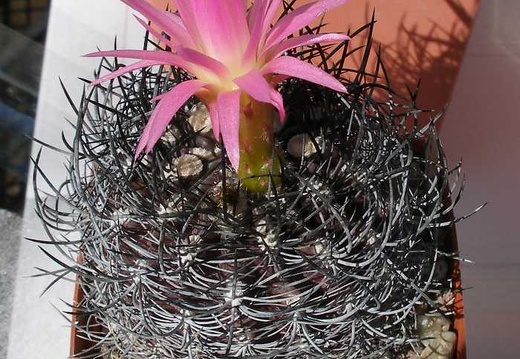 Выставка 20-22.04.2012 в &quot;Ваш сад&quot;