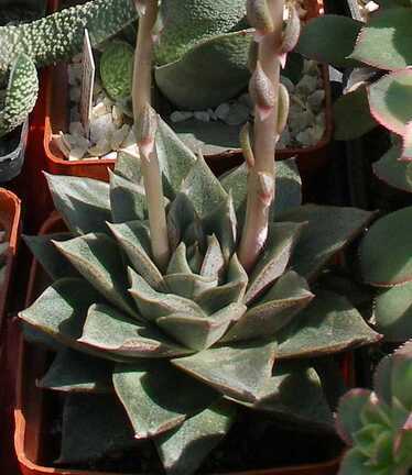 Выставка 20-22.04.2012 в &quot;Ваш сад&quot;