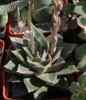 Выставка 20-22.04.2012 в &quot;Ваш сад&quot;