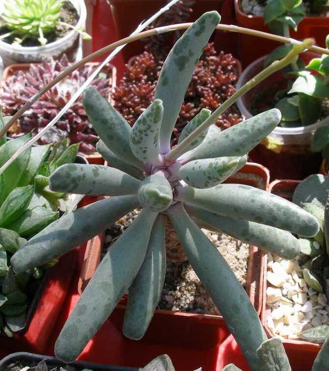 Выставка 20-22.04.2012 в &quot;Ваш сад&quot;