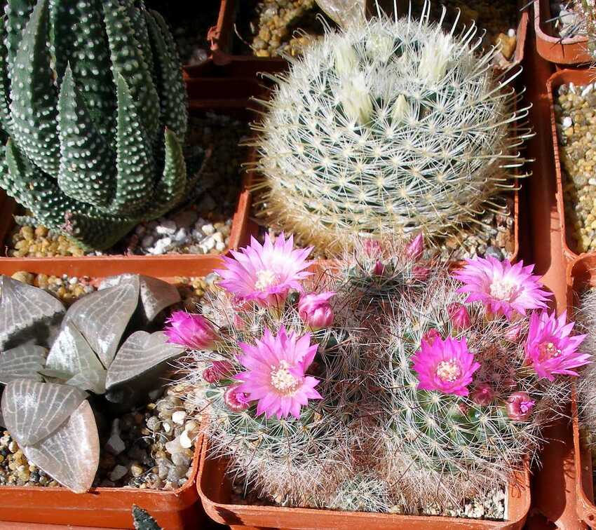 Выставка 20-22.04.2012 в &quot;Ваш сад&quot;