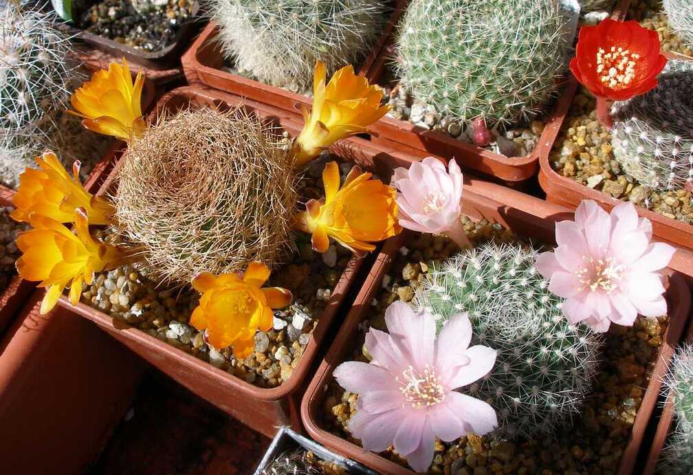 Выставка 20-22.04.2012 в &quot;Ваш сад&quot;