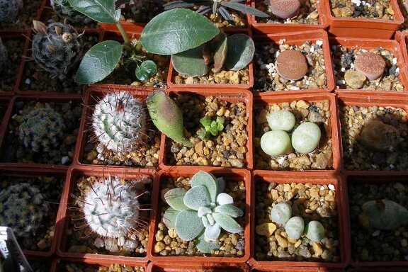 Выставка 20-22.04.2012 в &quot;Ваш сад&quot;