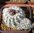 Выставка 20-22.04.2012 в &quot;Ваш сад&quot;