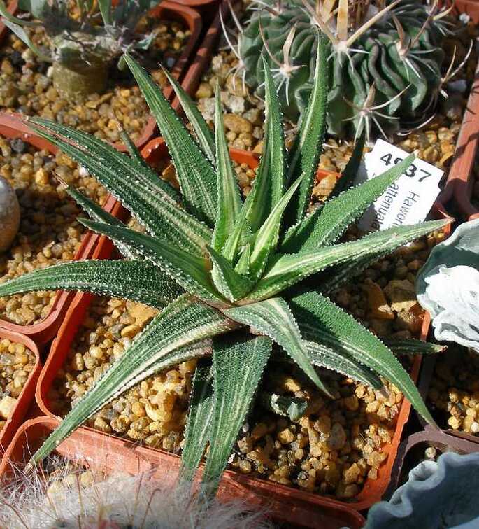 Выставка 20-22.04.2012 в &quot;Ваш сад&quot;