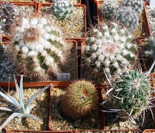 Выставка 20-22.04.2012 в &quot;Ваш сад&quot;