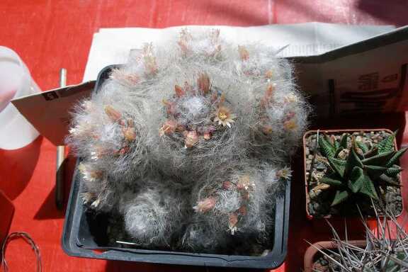 Выставка 20-22.04.2012 в &quot;Ваш сад&quot;