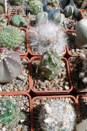 Выставка 20-22.04.2012 в &quot;Ваш сад&quot;