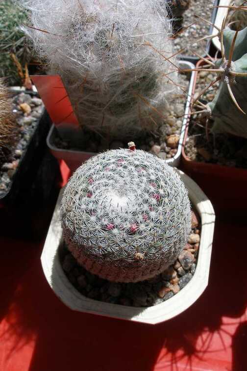 Выставка 20-22.04.2012 в &quot;Ваш сад&quot;