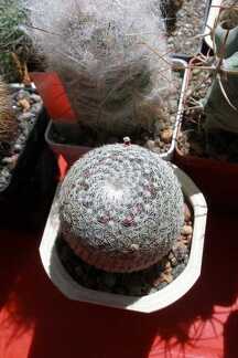 Выставка 20-22.04.2012 в &quot;Ваш сад&quot;