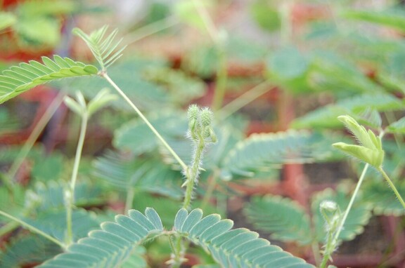 (109 відвідувань)