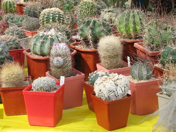 Выставка 21-22 апреля 2007 (Одесса)