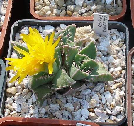 Выставка 23-25.09.2011 на Куликовом поле