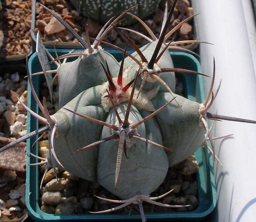 Выставка 23-25.09.2011 на Куликовом поле