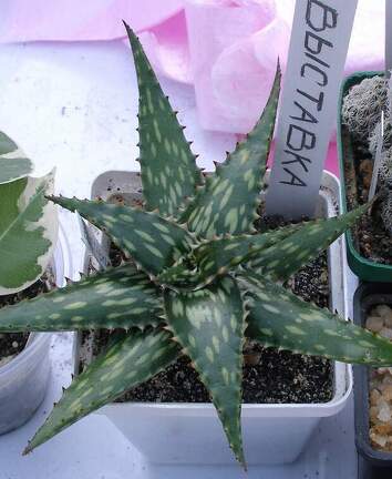 Выставка 23-25.09.2011 на Куликовом поле