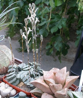 Выставка 23-25.09.2011 на Куликовом поле