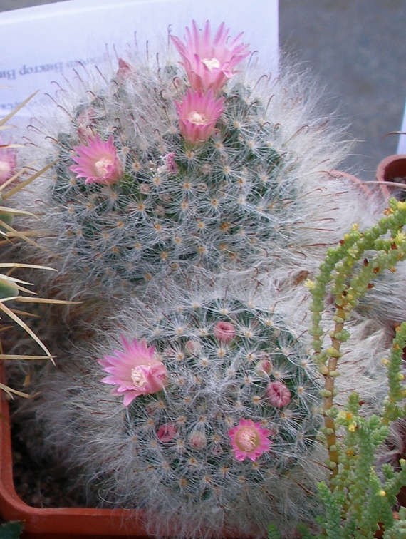 Выставка 23-25.09.2011 на Куликовом поле