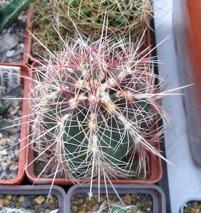 Выставка 23-25.09.2011 на Куликовом поле