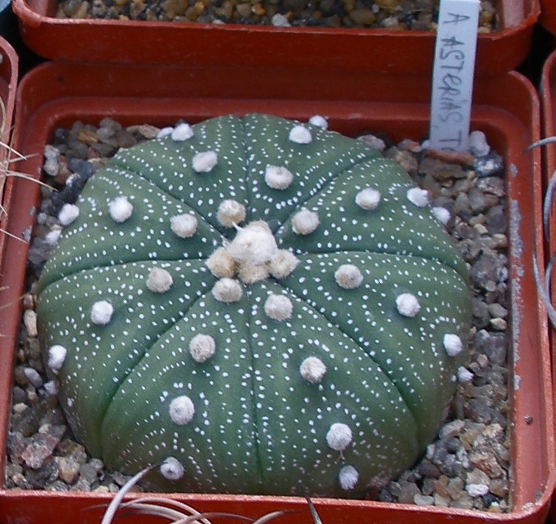 Выставка 23-25.09.2011 на Куликовом поле