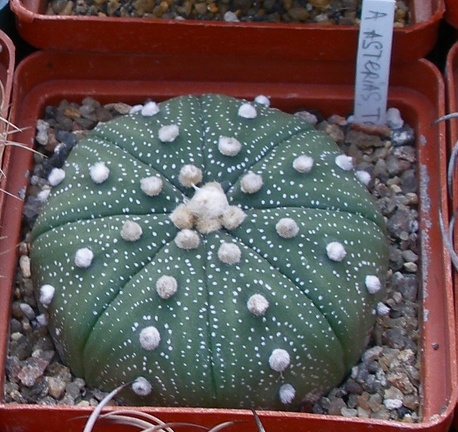 Выставка 23-25.09.2011 на Куликовом поле