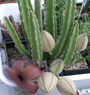 Выставка 23-25.09.2011 на Куликовом поле