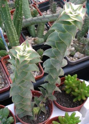 Выставка 23-25.09.2011 на Куликовом поле