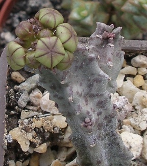 Выставка 23-25.09.2011 на Куликовом поле