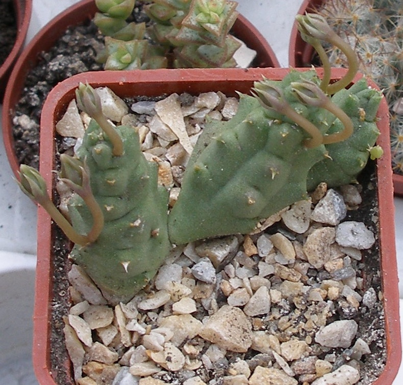 Выставка 23-25.09.2011 на Куликовом поле