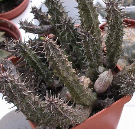 Выставка 23-25.09.2011 на Куликовом поле