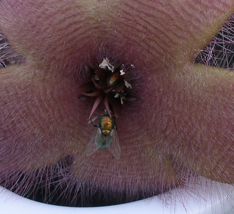 Выставка 23-25.09.2011 на Куликовом поле