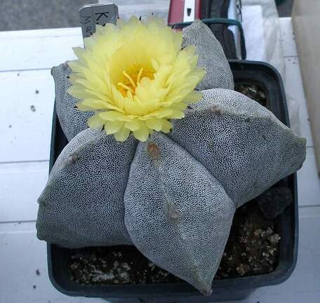 Выставка 23-25.09.2011 на Куликовом поле