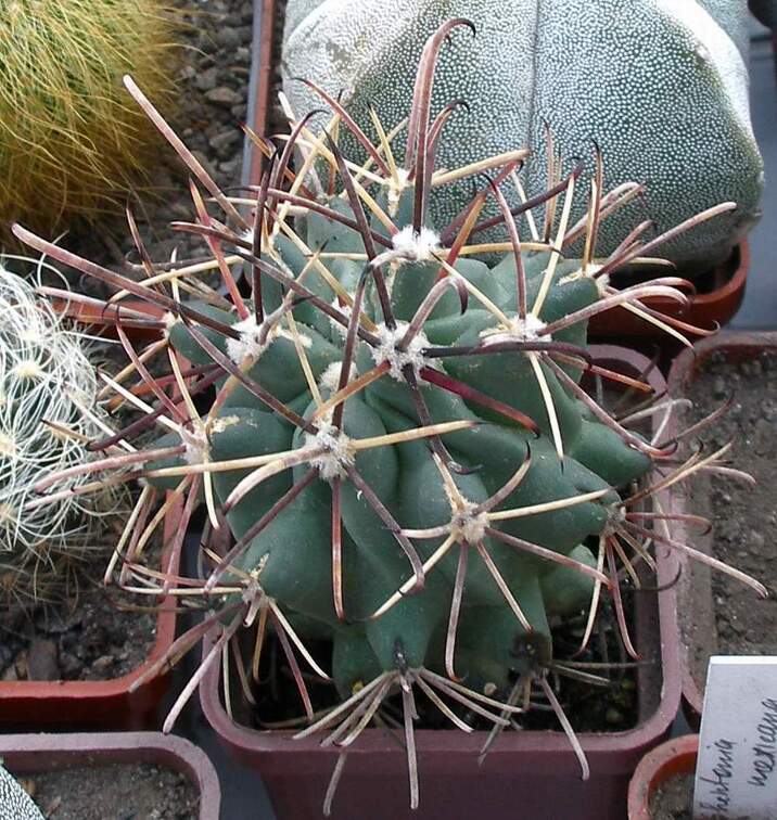 Выставка 23-25.09.2011 на Куликовом поле